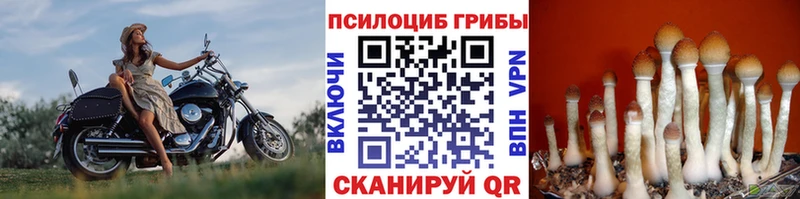даркнет сайт Николаевск-на-Амуре Галлюциногенные грибы Magic Shrooms